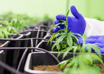 Wiet als binnenplant kies de juiste kweeklamp
