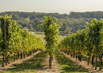 Wonen en Werken in Limburg Ontdek de Charme van het Zuiden