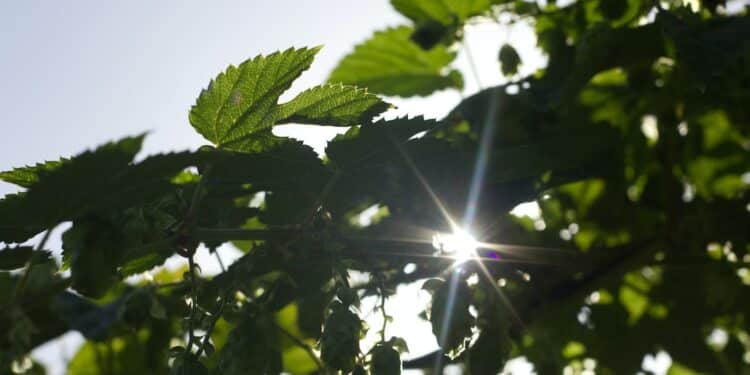 Zo leer je je kind wat duurzaamheid is 1 Zo leer je je kind wat duurzaamheid is