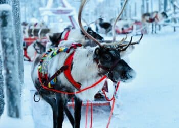 Waarom Lapland steeds populairder wordt voor wintersport