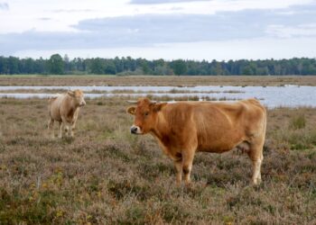 Waarom een bezoek aan Drenthe echt de moeite waard is