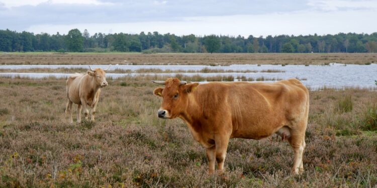 Waarom een bezoek aan Drenthe echt de moeite waard is! 1 Waarom een bezoek aan Drenthe echt de moeite waard is
