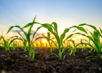 bron van inkomen belastingdienst ongelijk