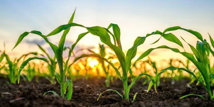 bron van inkomen belastingdienst ongelijk