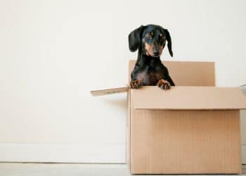 De beste verhuistips voor een voorspoedige verhuizing! 4 De beste verhuistips voor een voorspoedige verhuizing