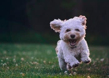 Het belang van de juiste voeding voor de gezondheid van je hond 1 Het belang van de juiste voeding voor de gezondheid van je hond