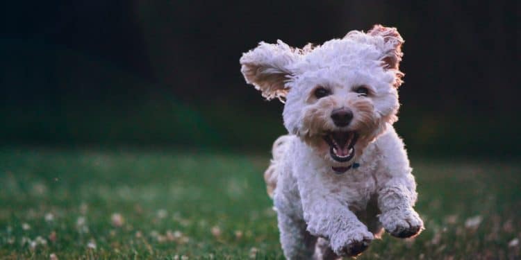 Het belang van de juiste voeding voor de gezondheid van je hond 1 Het belang van de juiste voeding voor de gezondheid van je hond
