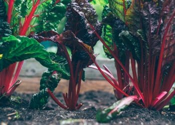 Boomschors of potgrond: wat is het beste voor jouw tuin? 8 unnamed file