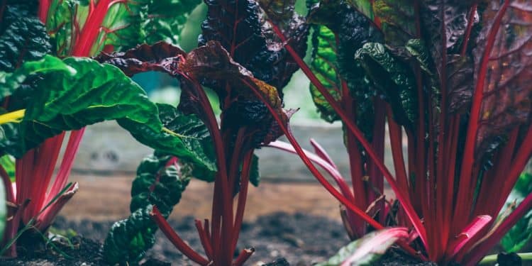 Boomschors of potgrond: wat is het beste voor jouw tuin? 1 unnamed file