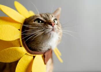 nathan anderson cQAoMJ2utDA unsplash