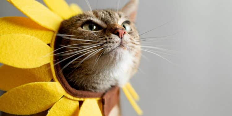 Ontdek de veelzijdigheid van katten 1 nathan anderson cQAoMJ2utDA unsplash