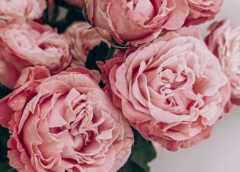 Waarom bloemen vaak méér zeggen dan woorden bij afscheid nemen 10 photo 1582794543139 8ac9cb0f7b11