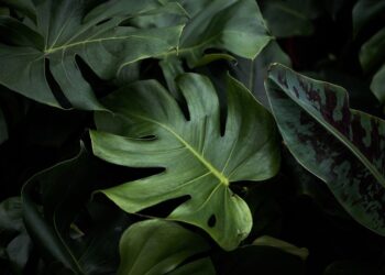 Wat zijn de mogelijkheden met een Monstera plant 2 photo 1530049478161 0780526964f4